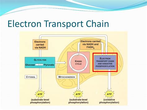 electron transport chain ppt|reactants and products of electron transport.